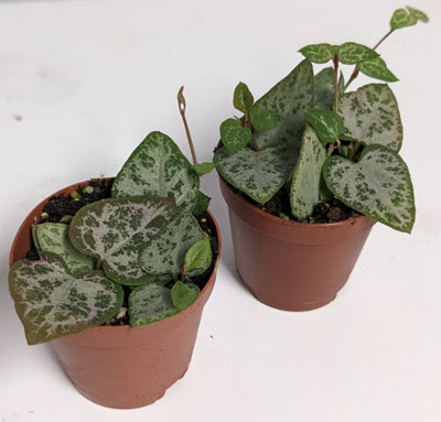 Green Love String of Hearts